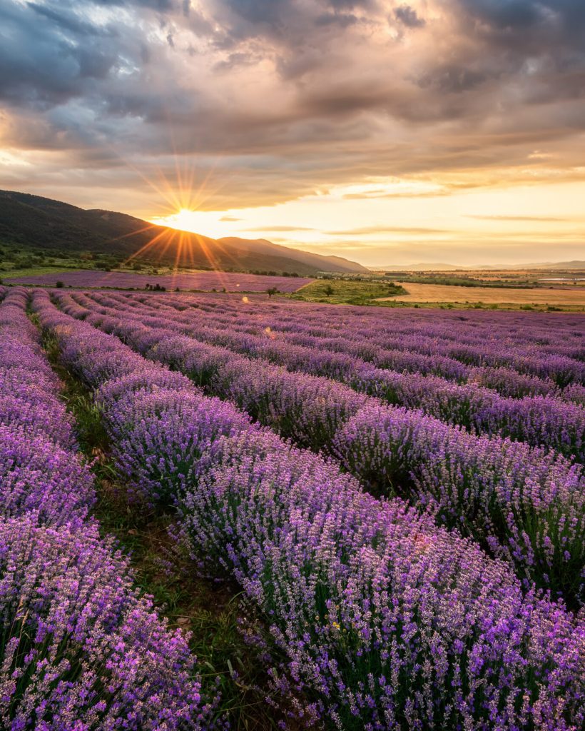 Stunning view with a beautiful lavender field at sunrise